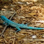 lizards in Aruba