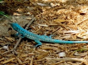 lizards in Aruba