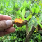 Curry plant root