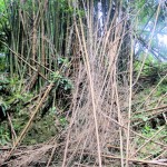Bamboo trees at Mayfield Falls