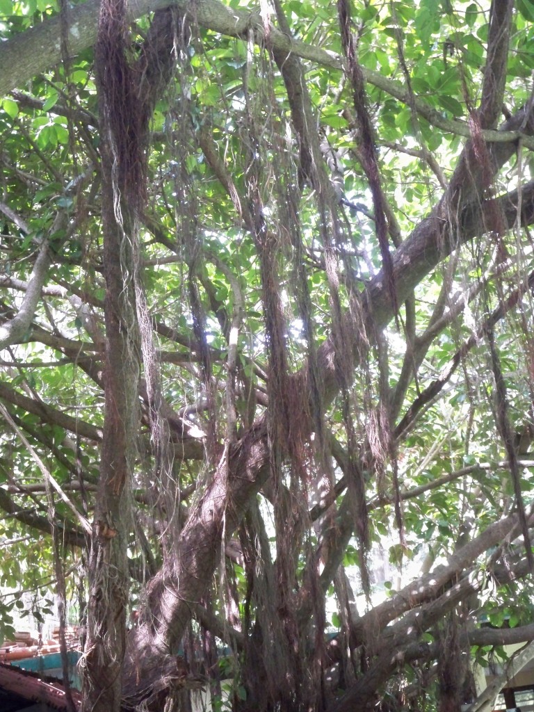 Cuban trees